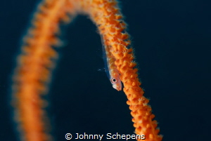 Gobi Whipcoral runner on his way to "the end".....Nikon D... by Johnny Schepens 